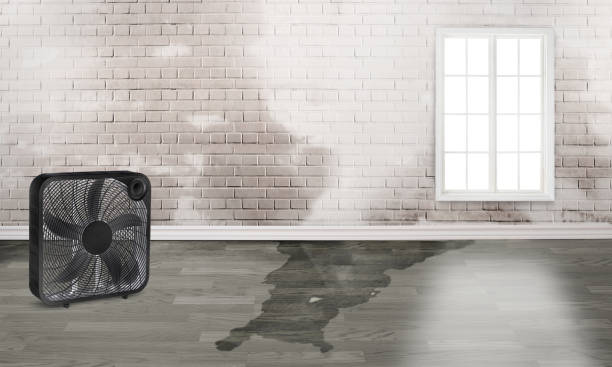 Best Water damage contractors near me  in Solomons, MD